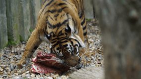 Video of a Sumatran tiger in zoo