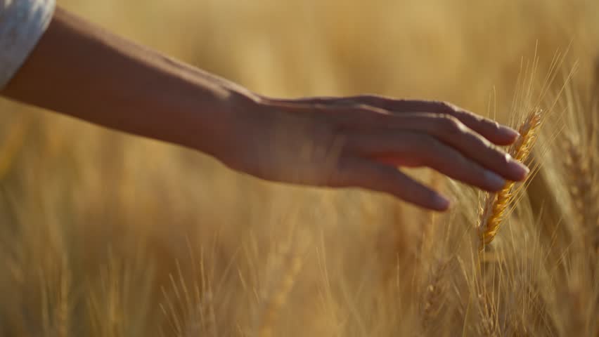 Close up slow motion feMale hand touching a golden wheat ear in wheat field. hand moving through wheat field. girls hand touching wheat during sunset. Ripe harvest time. selective focus Royalty-Free Stock Footage #1101002885