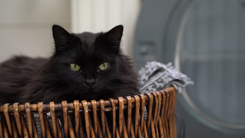 Black cat laying down in wicker bathroom basket. Lazy domestic pet resting indoors. 