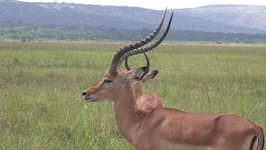 Impala close to the camera, Serengeti