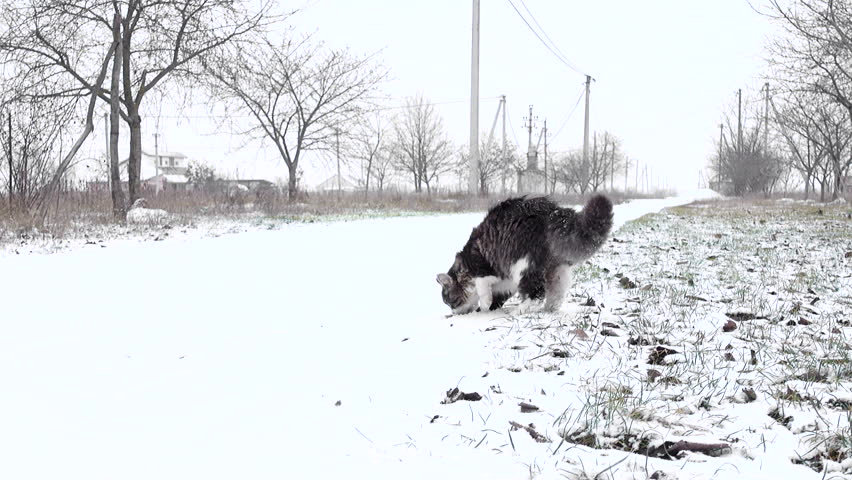 Young Cat Kitten Playing with Big German Shepherd Dog in the Yard in Winter. Curious Animals Socialize in Nature. Friendship Between Feline and Canine