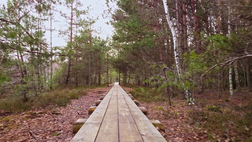Conifer forest landscape with wooden plank pathway leading through