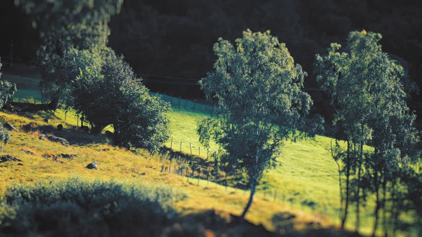 Sheep grazing on the lush meadow on the shores of Loen lake