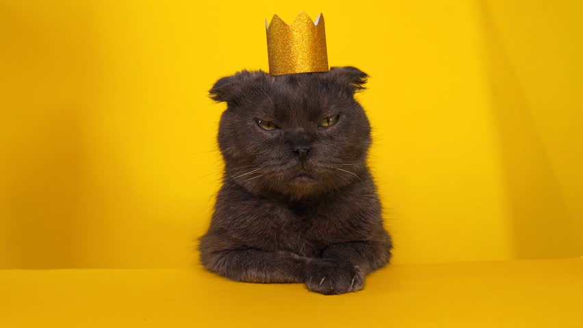 Gray fluffy cat in a golden crown on a yellow background with copy space. | Shutterstock HD Video #1101010967