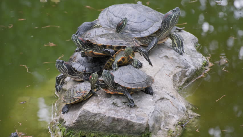 Turtles in pond are sitting on stone.