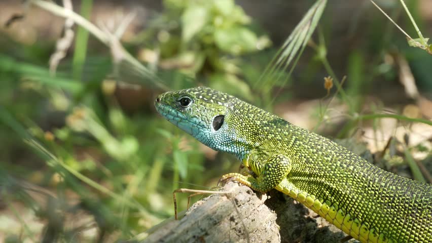 Close-up of a green-colored lizard with a blue head basking in the sun in nature.