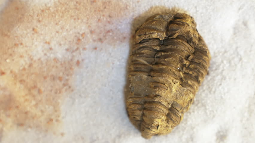 A rare fossil specimen. Exhibition for the public. A preserved specimen. Slow motion video. High quality 4k footage