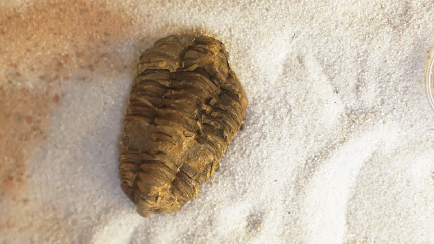 An old fossil specimen in the sand. Exhibition in the museum. A specimen in an aquarium. Slow motion video. High quality 4k footage