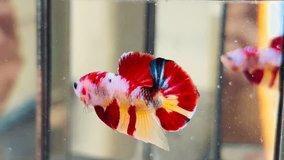 Video clip of betta fish, beautiful, colorful, sweet style