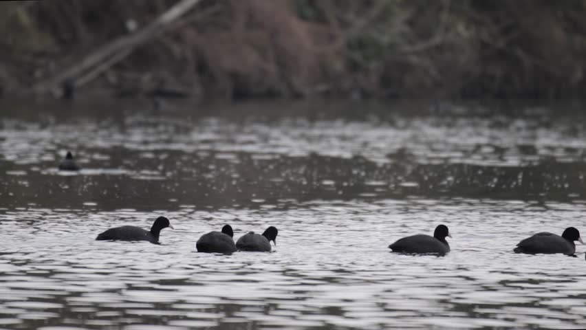 A view of an American coot swimming and searching for food