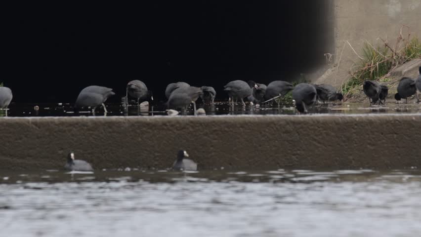 A view of an American coot swimming and searching for food