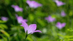 Video of Campanula altaica flowers, known as bellflowers in natural environment. Altai mountains.