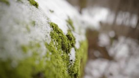 Lichens Forest Snow And Green Moss. Coniferous Woodland. Bark And Mossy Carpet On Trees. Wintertime National Park Flora Green Moss. Wilderness Wintertime Snow. Green Moss On Tree In Winter Forest - Powered by Shutterstock - Get 15% off with code: PIKWIZARD15