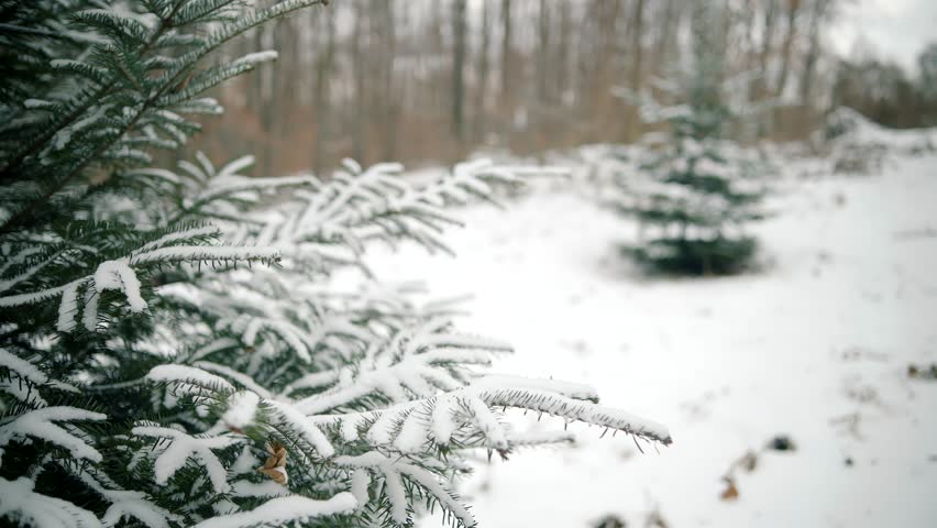 Snow Falling From Pine Tree. Holiday Vacation Tourist Journey Trip In Cold Day.Walking In Winter Wonderland Greenwood . Snow On Tree. Winter Forest Nature Snow Covered. Holiday Travel And Tourism Wood Royalty-Free Stock Footage #1101029705
