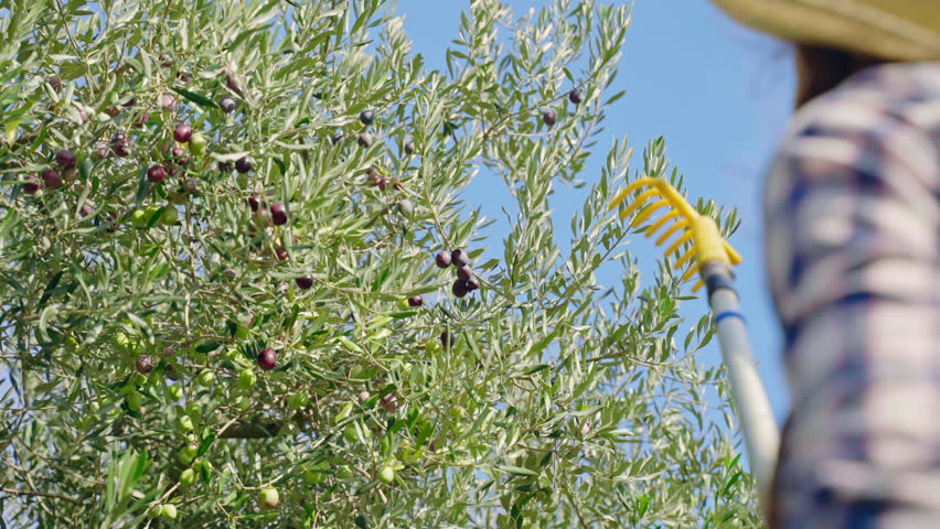 Olive tree branches full of ripe black and green olives against blue sky background, farmer in hat shaking branches with rake and throwing down ripe olive fruits into the net under the tree, picking