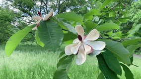 Large magnolia flowers in the park. For video presentation, advertising.