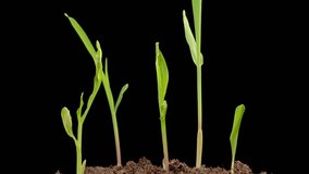 Beautiful Time Lapse of Growth Corn Plants Against a Black Background. 4K.
 - Powered by Shutterstock - Get 15% off with code: PIKWIZARD15