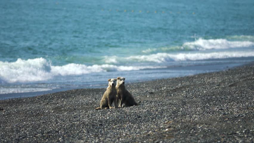 Two young vagrant dogs, puppies on the Pacific ocean, Kamchatka
