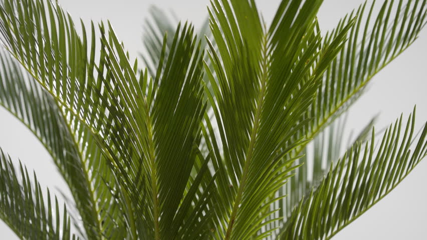 Big close-up shot of well-lit sago palm leaves are being trembled by draft wind on grey background | Sago palm commercial | Shutterstock HD Video #1101045777