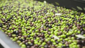 4K footage of running just collected green and black olives crop on belt band conveyer before olive oil press machine. Agriculture and olive oil manufacturing eco food concept video. Tuscany, Italy.