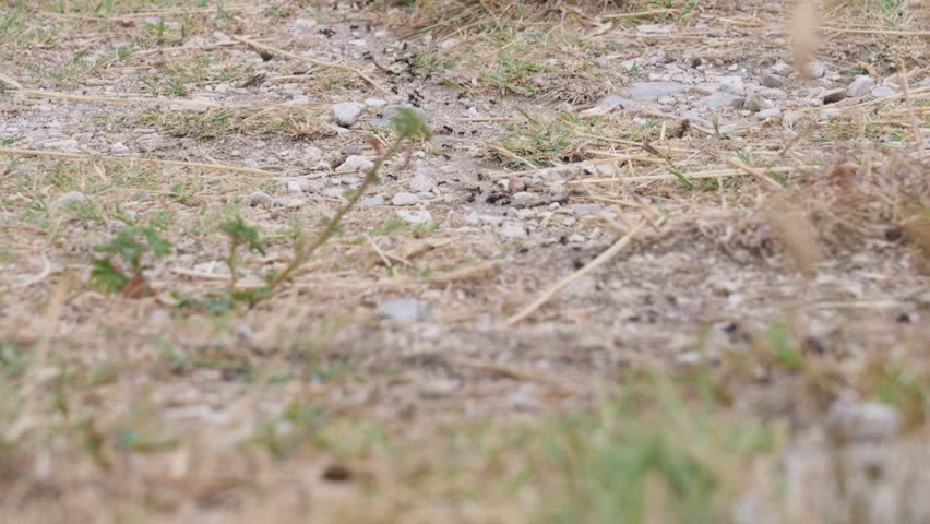 Ants Walking in a Line in Dry Land with Grass and Flower, Tilt Up