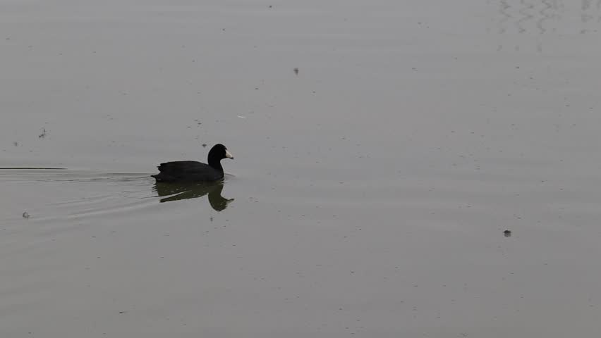 American Coot, Fulica americana, passing while swimming on a lake