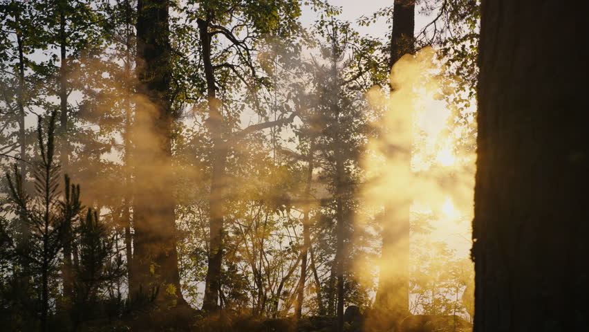Rays of the sun pass through the branches of trees and the smoke from the fire in the morning at dawn in the forest. Fog at dawn on the lake, summer atmosphere, meditation. Royalty-Free Stock Footage #1101054527