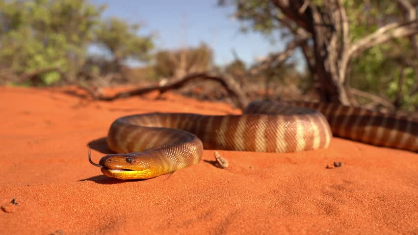 Woma python - Aspidites ramsayi also Ramsay