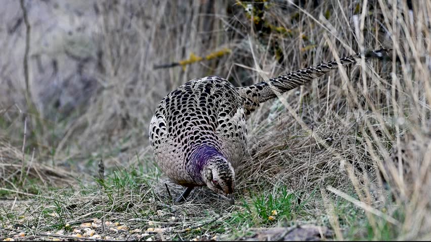 Female common pheasant Phasianus colchicus in the wild. Bird is looking for food in the grass.