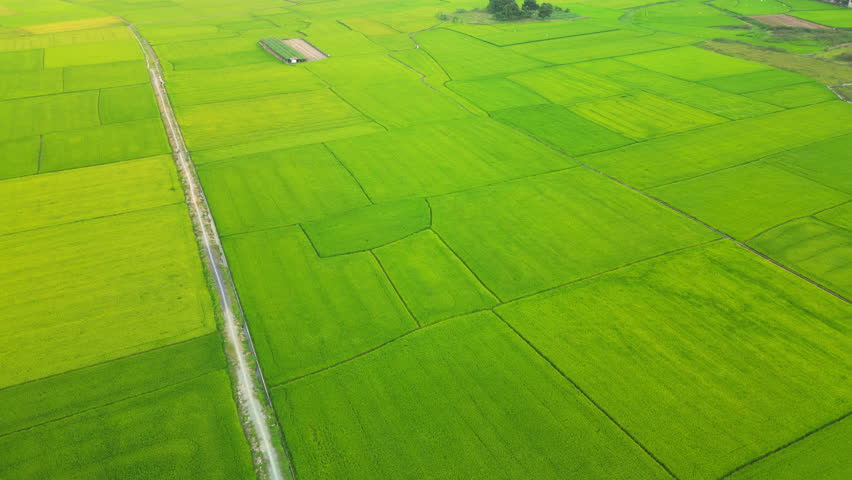 Aerial view,Drone view,Drone footage, Vietnam rice fields in harvesting season and sunset, drone video of Vietnam rice fields. Nha Trang 2023 Royalty-Free Stock Footage #1101056909