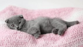 gray kitten scottish fold lies on a pink knitted fabric	 - Powered by Shutterstock - Get 15% off with code: PIKWIZARD15