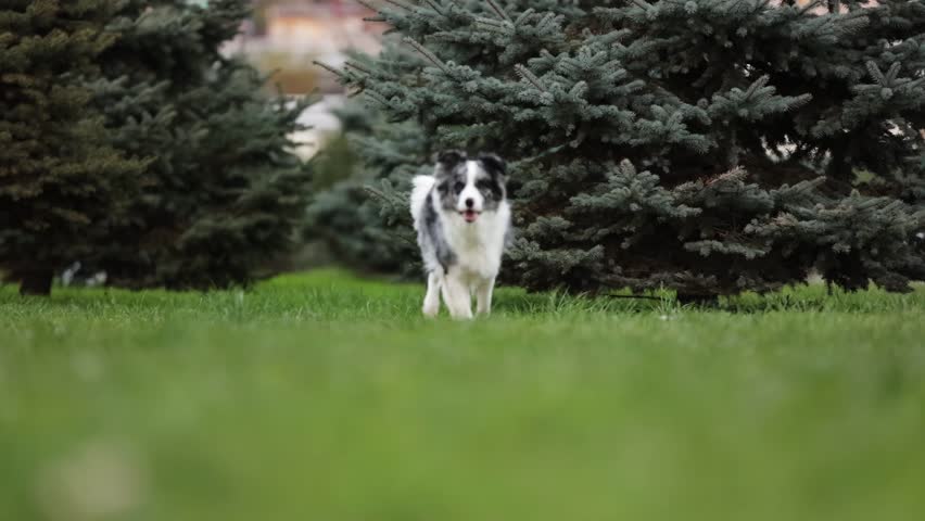 Amazing Cute Dog of Border Collie run on grass in a beautiful Park to camera in slow motion | Shutterstock HD Video #1101059213