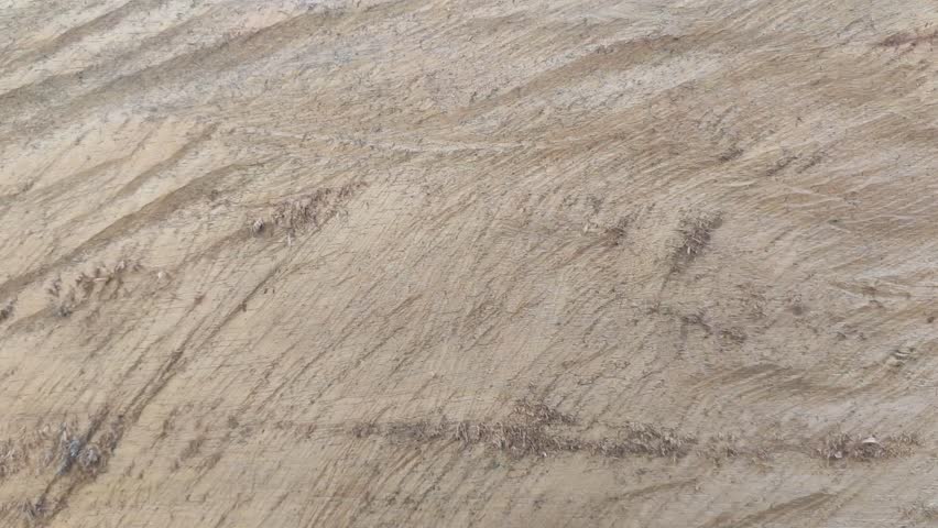 Samanea saman tree wood texture