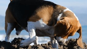Slow motion video of a beagle running on the beach.