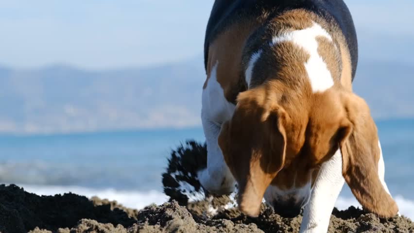 Slow motion video of a beagle running on the beach. Royalty-Free Stock Footage #1101059651