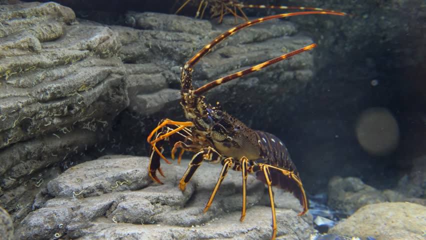 Video of an underwater scene of spiny lobster (Palinurus elephas) feeds on floating particles seating near rock crevices