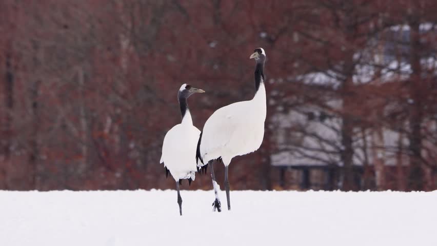 Two red-crowned cranes standing on one foot on the snow. Elegant and long-lived bird. It has a red flesh crown on top of its head. Japan