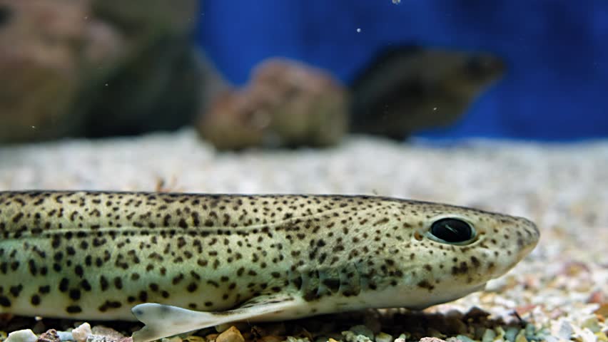 Video of an underwater scene of sandy dogfish or small-spotted catshark (Scyliorhinus canicula)