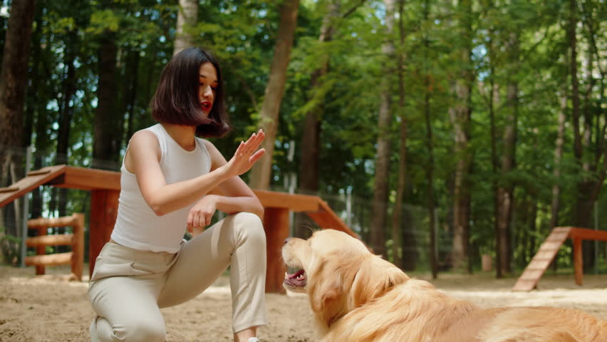 Woman cynologist training golden retriever in park. Professional animal trainer playing with labrador outdoor. Dog walking service. Happy domestic animals. Royalty-Free Stock Footage #1101061455
