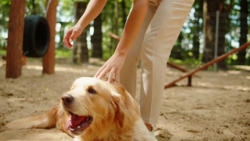 Woman cynologist petting golden retriever in park. Professional animal trainer playing with labrador outdoor. Dog walking service. Happy domestic animals. | Shutterstock HD Video #1101061465