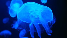Relaxing underwater video of floating luminescent jellyfish or sea jellies in fluorescent light