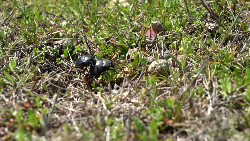 small beetle at Piedra Parada Gorge in the chubut region of Patagonia, Argentina, a popular travel destination for rock climbers.