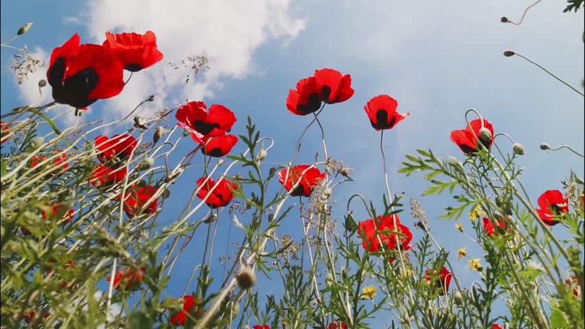 Static low angle view blooming poppy flowers swinging with sunny blue sky background