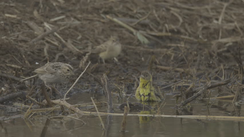 Black-headed bunting or Emberiza melanocephala. 4K slow motion 120 fps