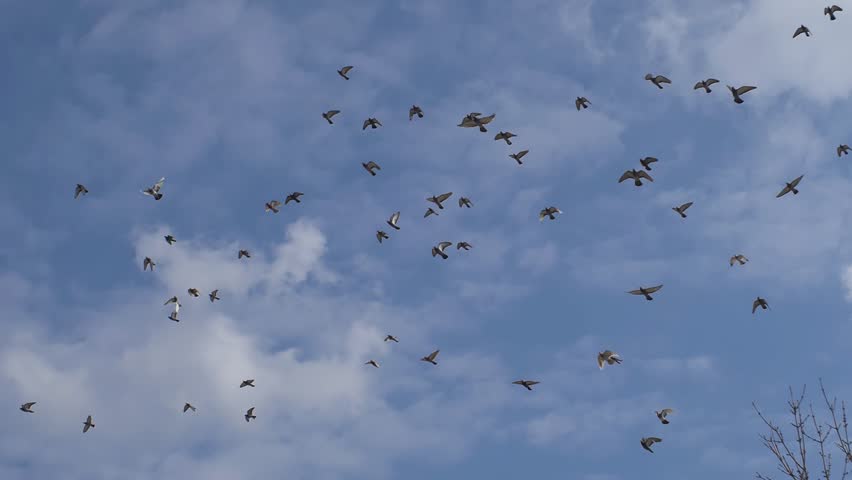 Large Flock Of Pigeons 
In Slow Motion