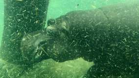 Macro shot of two hippos in love having fun underwater. 4K