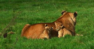 African Lion, panthera leo, Female and Cub playing, Real Time 4K