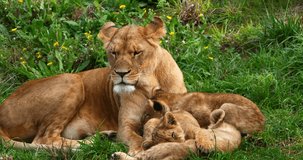 African Lion, panthera leo, Female and Cub, Real Time 4K