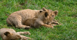 African Lion, panthera leo, Cub Playing, Real Time 4K