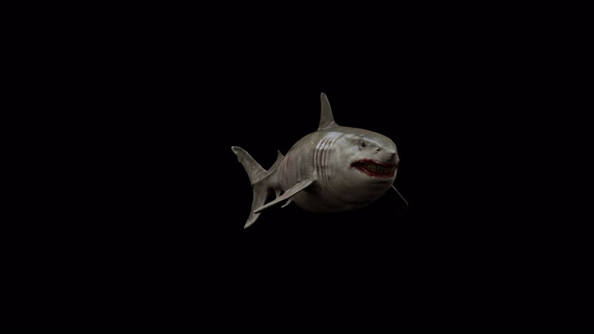 Megalodon Shark 3D Animation Video With Alpha